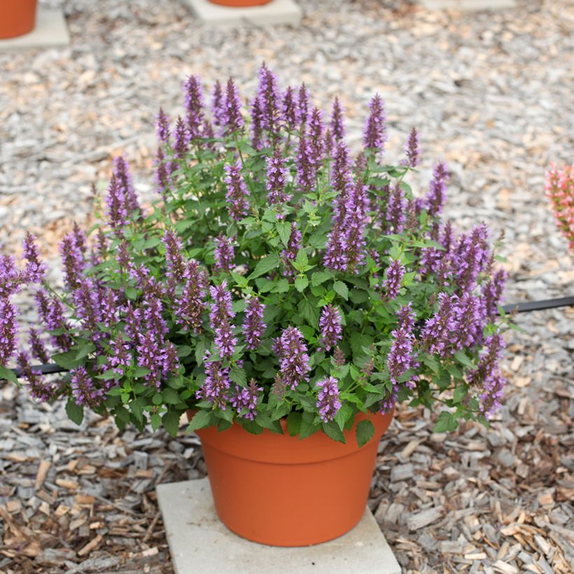 Agastache foeniculum Celestia - Anice menta (Porto)