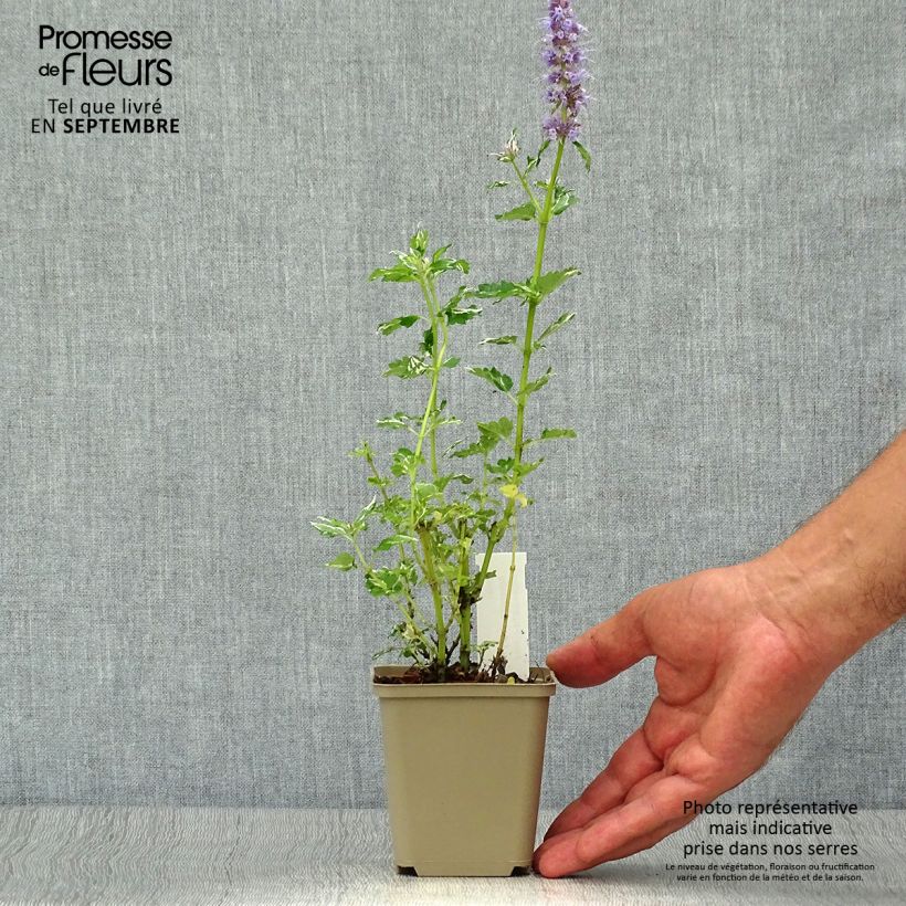 Esemplare di Agastache Crazy Fortune Vasetto da 8/9 cm come consegnato in autunno