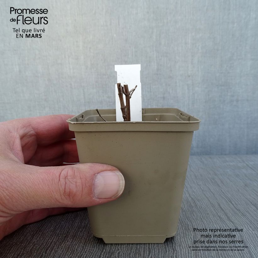 Agastache Crazy Fortune Vasetto da 8/9 cm esemplare consegnato in inverno