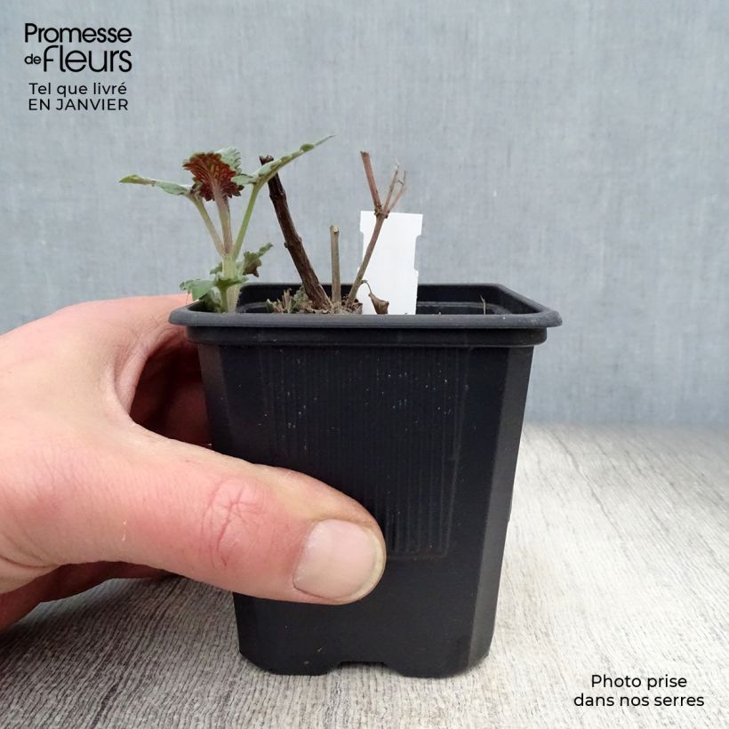 Agastache Globetrotter Vasetto da 8/9 cm esemplare consegnato in inverno