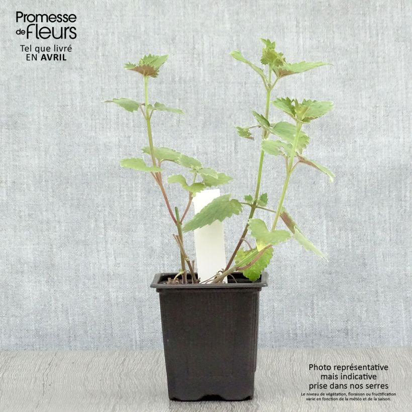 Agastache Globetrotter Vasetto da 8/9 cm esemplare consegnato in primavera