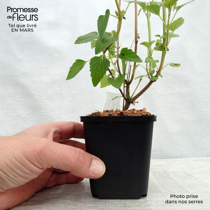 Agastache Kolibri Vasetto da 8/9 cm esemplare consegnato in inverno