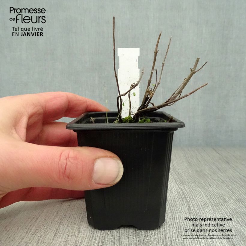 Agastache Kudos Ambrosia Vasetto da 8/9 cm esemplare consegnato in inverno