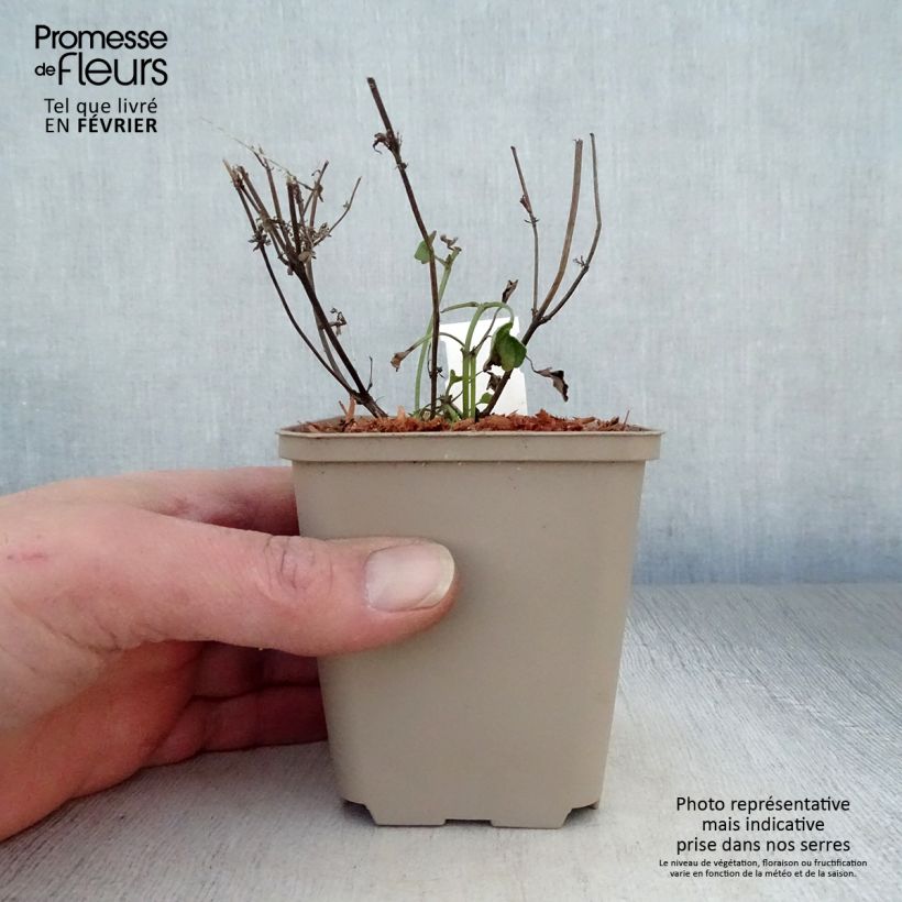 Agastache Kudo's Coral Vasetto da 8/9 cm esemplare consegnato in inverno