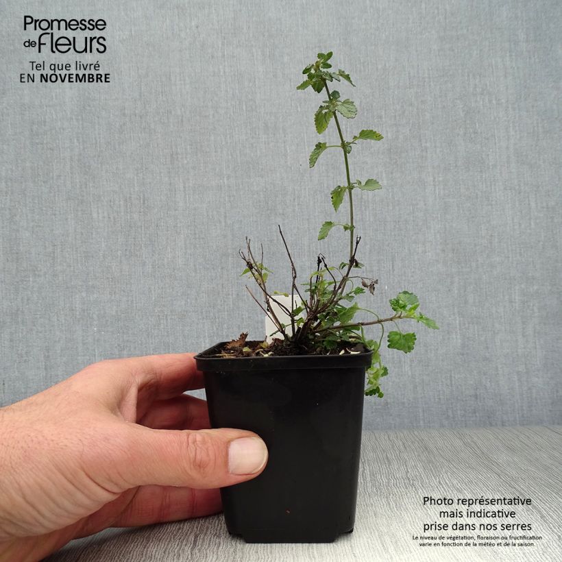 Esemplare di Agastache Kudos Mandarin Vasetto da 8/9 cm come consegnato in autunno