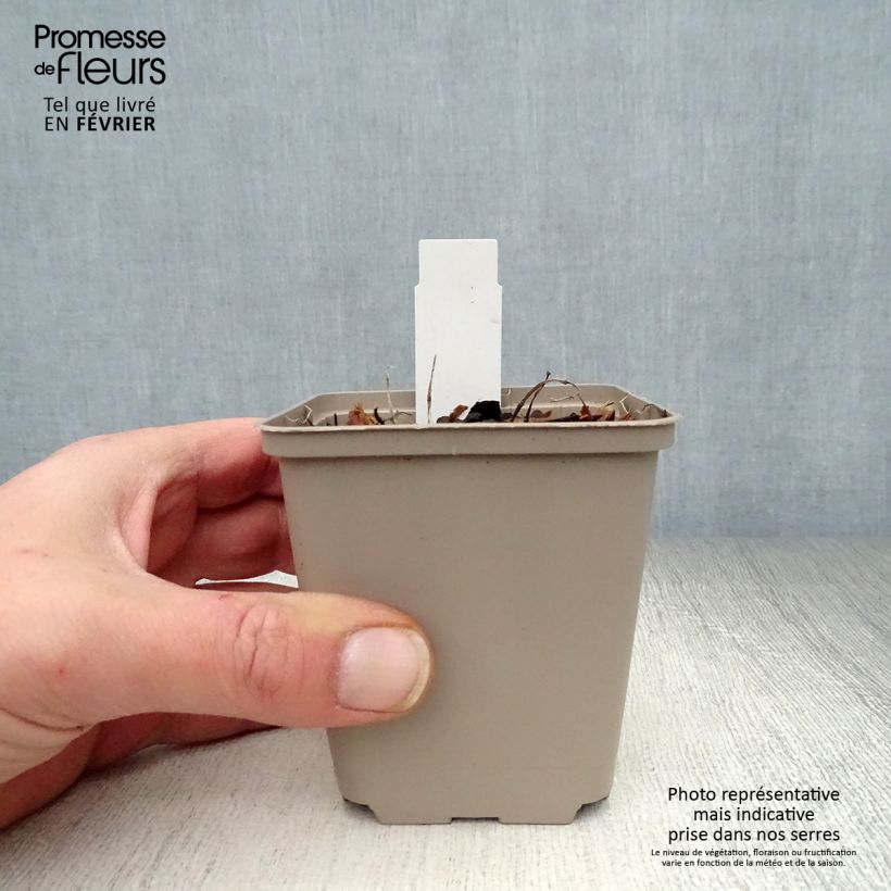 Agastache Kudos Mandarin Vasetto da 8/9 cm esemplare consegnato in inverno