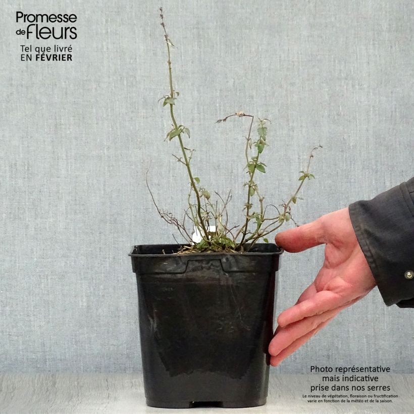 Agastache Kudos Mandarin Vaso da 2L/3L esemplare consegnato in inverno