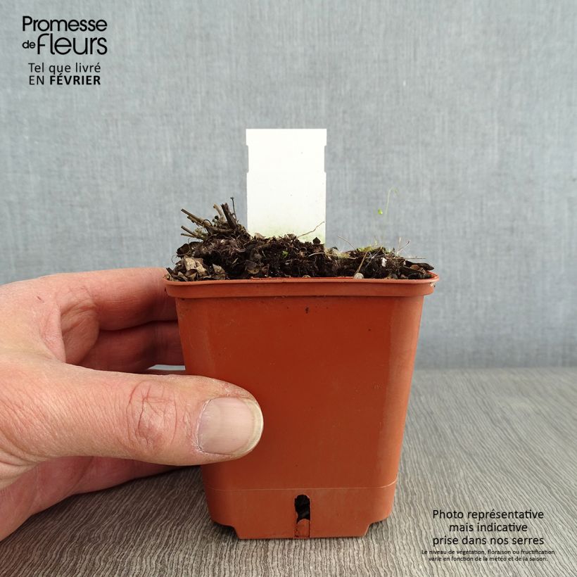 Agastache Kudos Red Vasetto da 8/9 cm esemplare consegnato in inverno