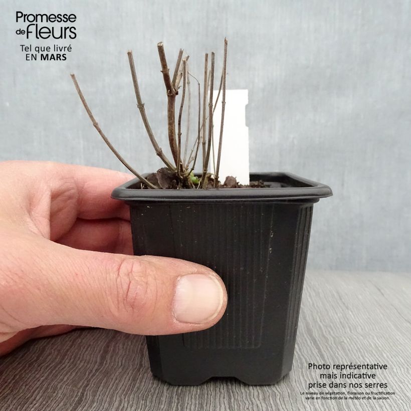 Agastache Kudos Yellow Vasetto da 8/9 cm esemplare consegnato in primavera