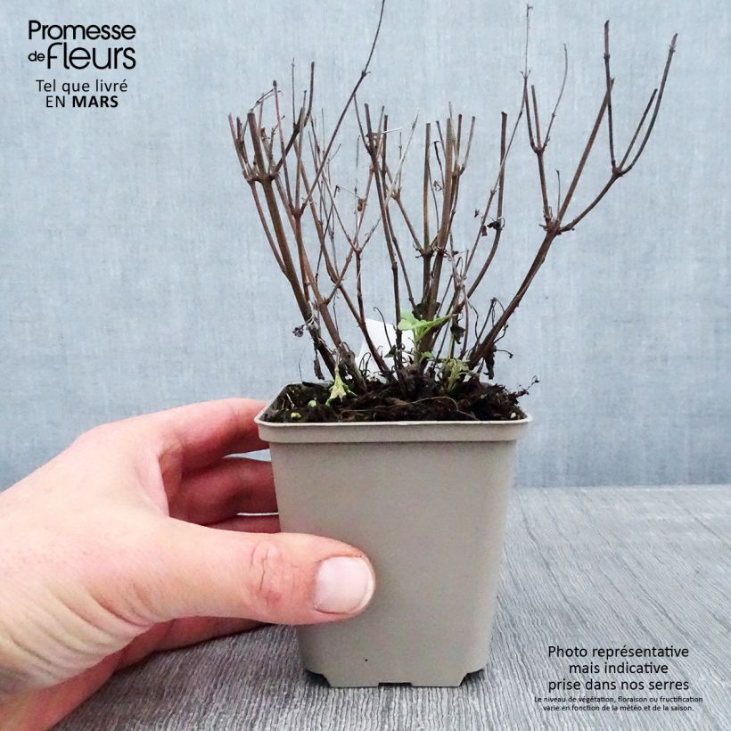 Agastache Kudos Yellow Vasetto da 8/9 cm esemplare consegnato in inverno