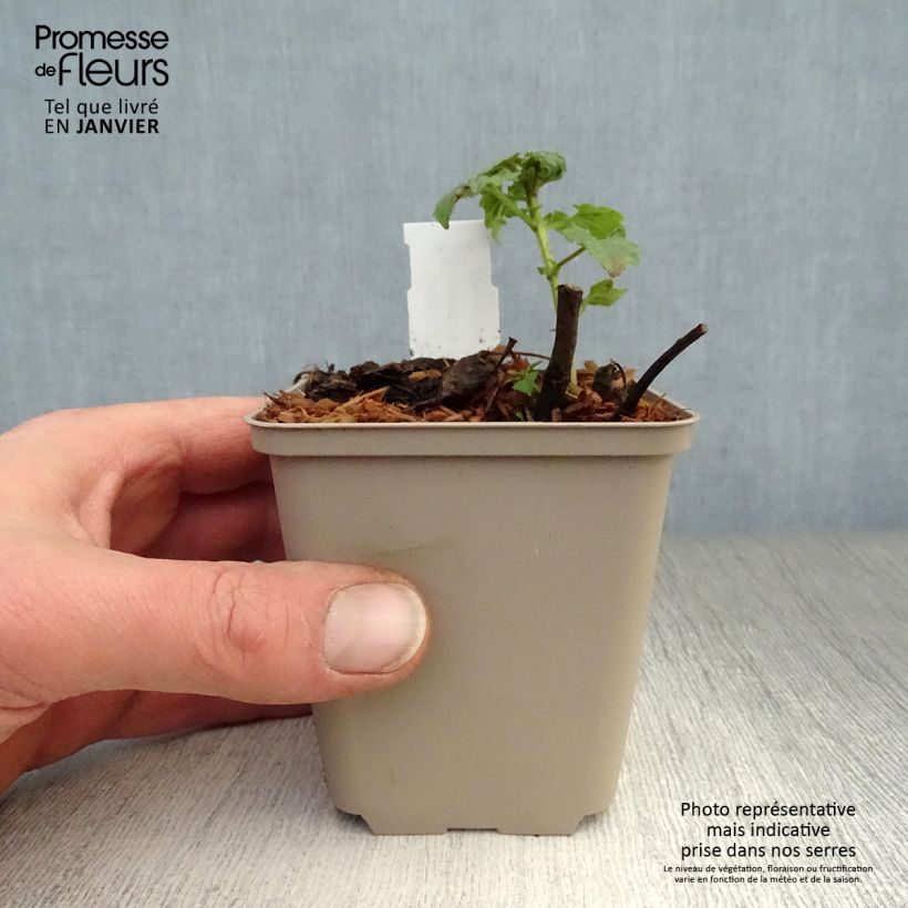 Agastache Poquito Lavender Vasetto da 8/9 cm esemplare consegnato in inverno