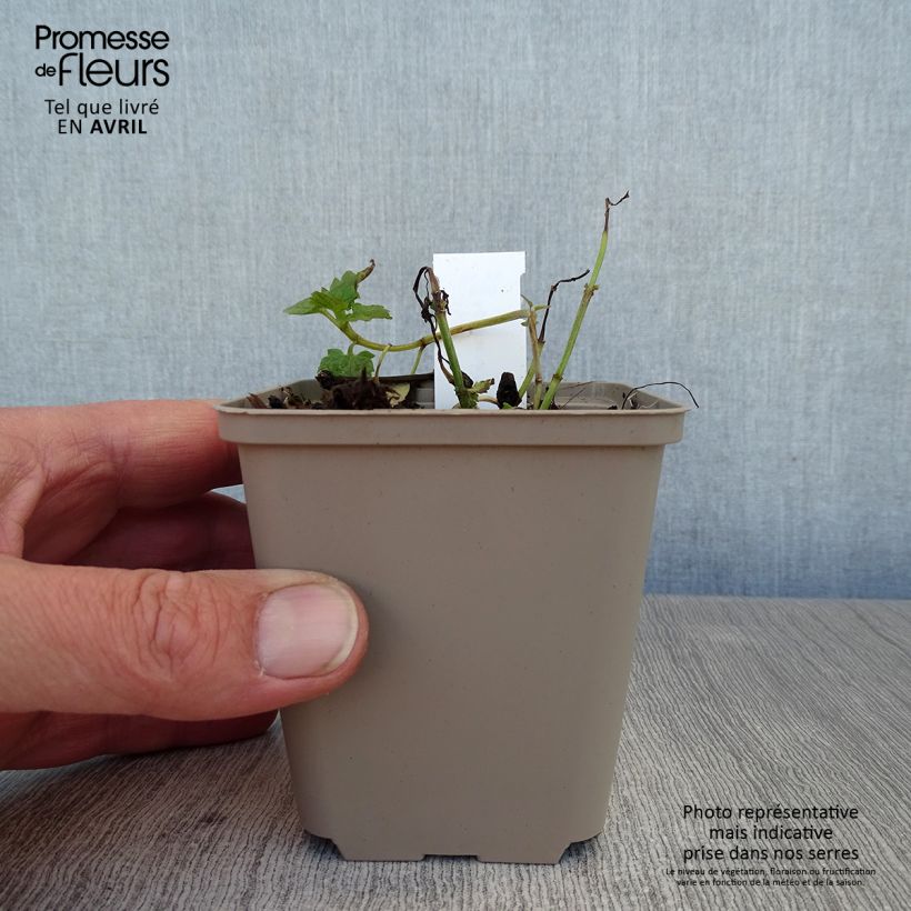 Agastache Poquito Lavender Vasetto da 8/9 cm esemplare consegnato in primavera