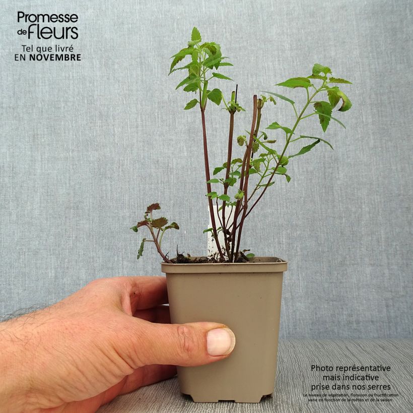 Esemplare di Agastache Serpentine Vasetto da 8/9 cm come consegnato in autunno