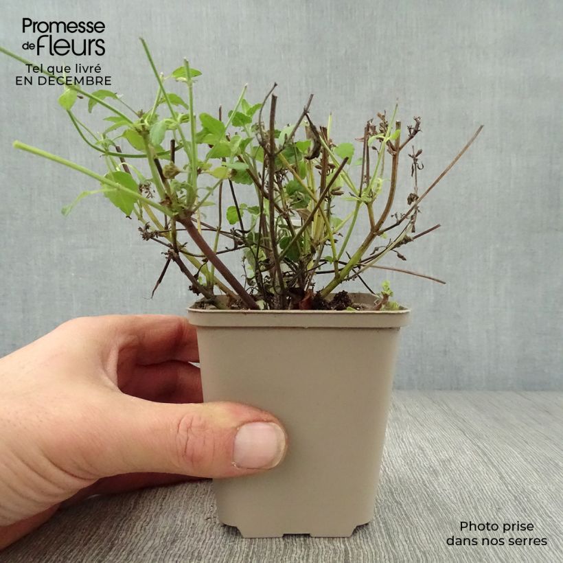 Agastache Serpentine Vasetto da 8/9 cm esemplare consegnato in inverno