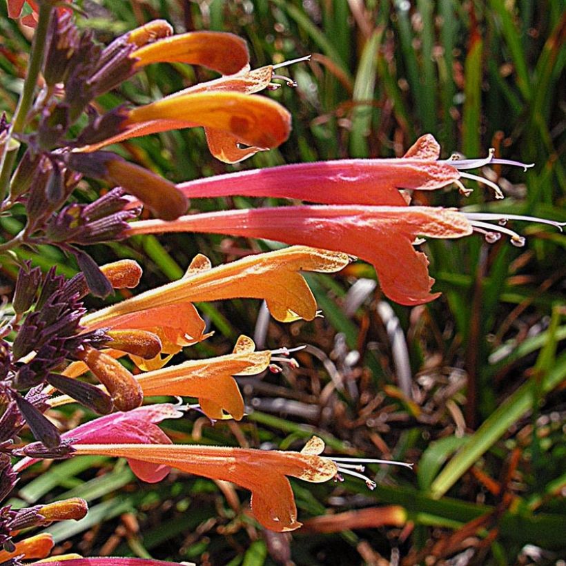 Agastache aurantiaca Tango (Fioritura)