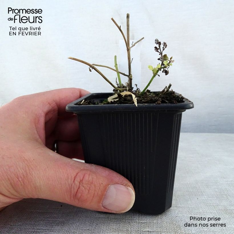 Agastache aurantiaca Tango Vasetto da 8/9 cm esemplare consegnato in inverno