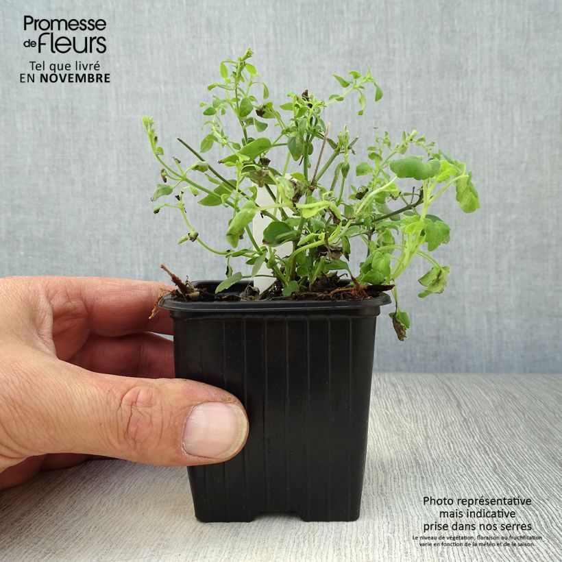 Esemplare di Agastache aurantiaca Tango Vasetto da 8/9 cm come consegnato in autunno