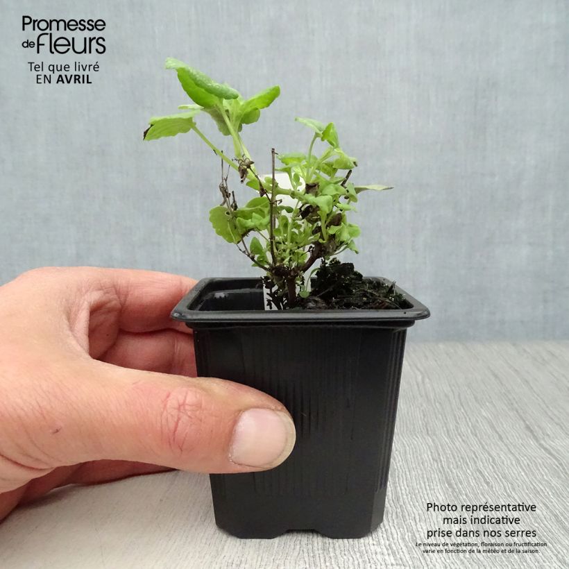 Agastache aurantiaca Tango Vasetto da 8/9 cm esemplare consegnato in primavera