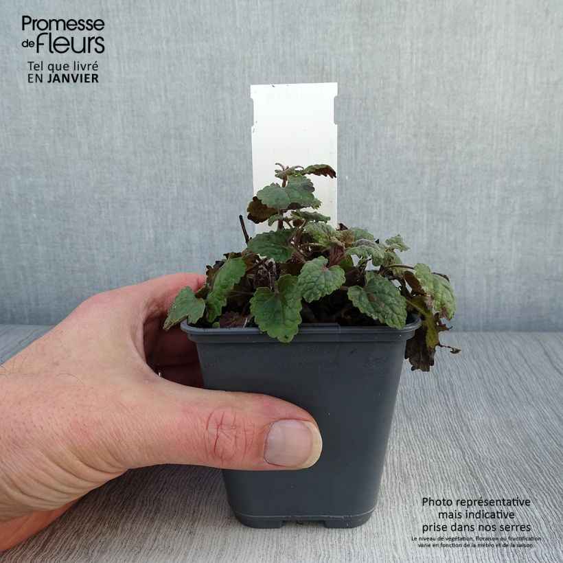 Agastache cana Vasetto da 8/9 cm esemplare consegnato in inverno