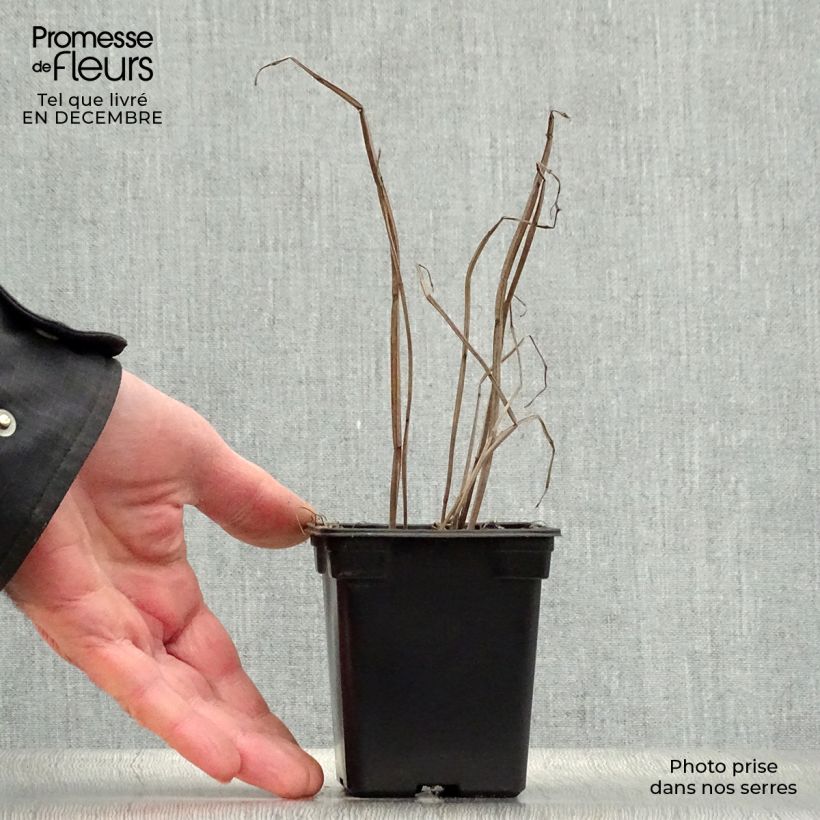 Agastache Golden Jubilee Vasetto da 7/8 cm esemplare consegnato in inverno