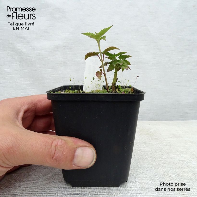 Agastache Beelicious Purple Vasetto da 8/9 cm esemplare consegnato in primavera