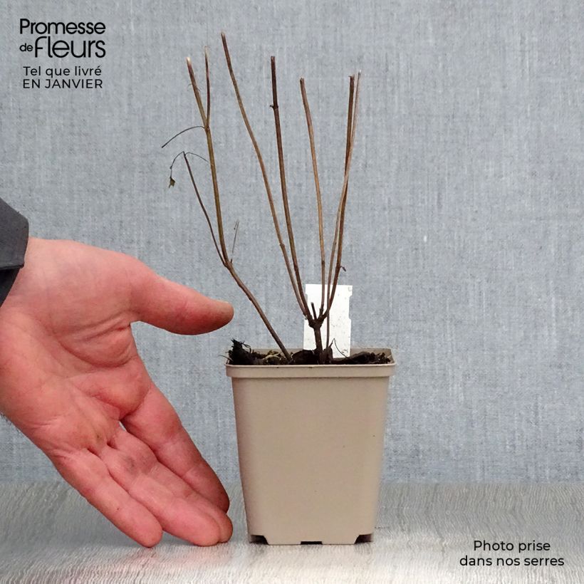 Agastache Beelicious Purple Vasetto da 8/9 cm esemplare consegnato in inverno