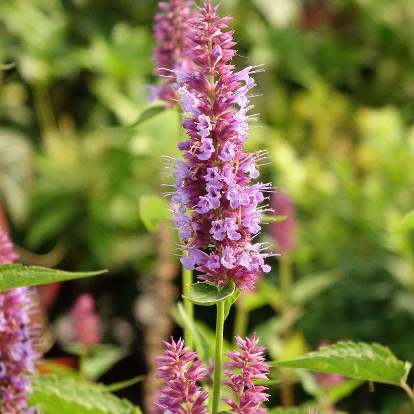 Agastache Beelicious Purple (Fioritura)
