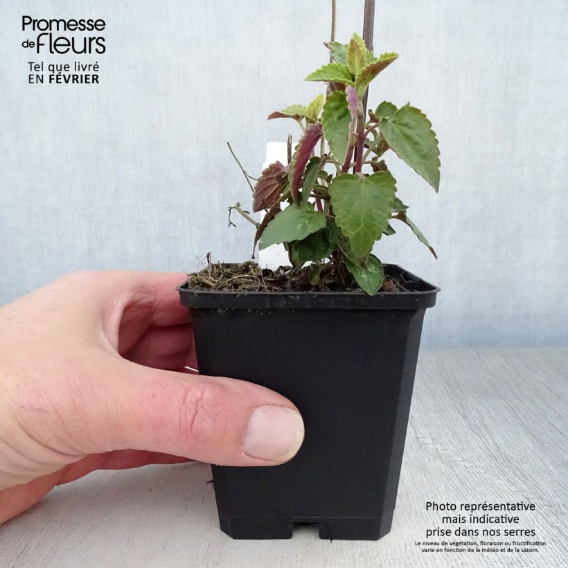 Agastache mexicana Red Fortune - Issopo gigante messicano Vasetto da 8/9 cm esemplare consegnato in inverno