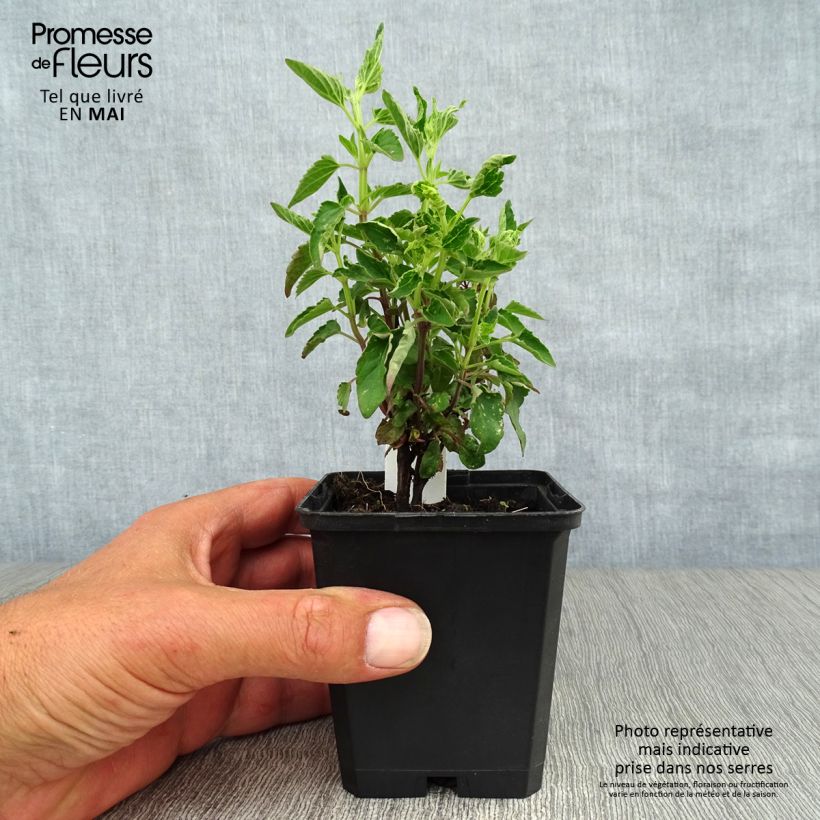 Agastache mexicana Red Fortune - Issopo gigante messicano Vasetto da 8/9 cm esemplare consegnato in primavera