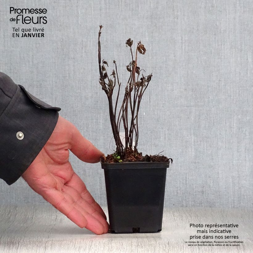 Agastache nepetoides Fuji no Yuki Vasetto da 8/9 cm esemplare consegnato in inverno