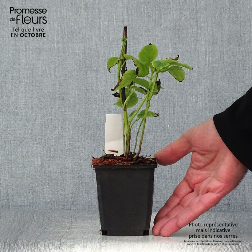 Esemplare di Agastache nepetoides Fuji no Yuki Vasetto da 8/9 cm come consegnato in autunno