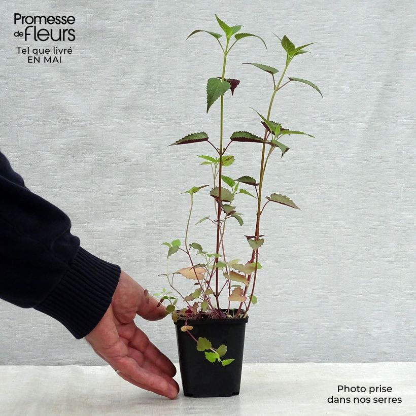 Agastache rugosa After Eight - Menta coreana Vasetto da 8/9 cm esemplare consegnato in primavera