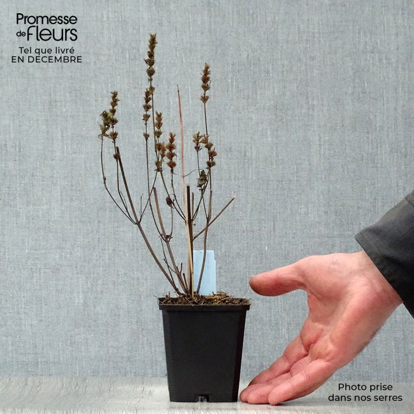 Agastache rugosa After Eight - Menta coreana Vasetto da 8/9 cm esemplare consegnato in inverno