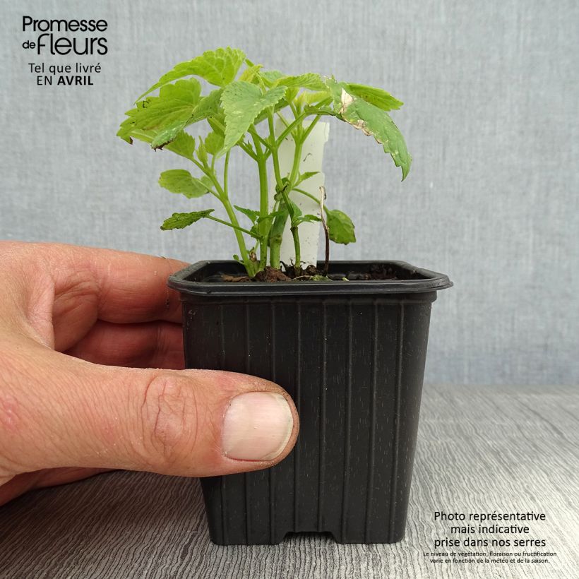 Agastache rugosa Alabaster - Menta coreana Vasetto da 8/9 cm esemplare consegnato in primavera