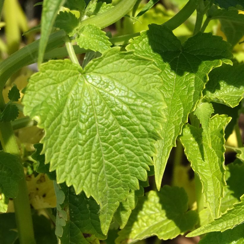 Agastache rugosa Alabaster (semi) - Menta coreana (Fogliame)