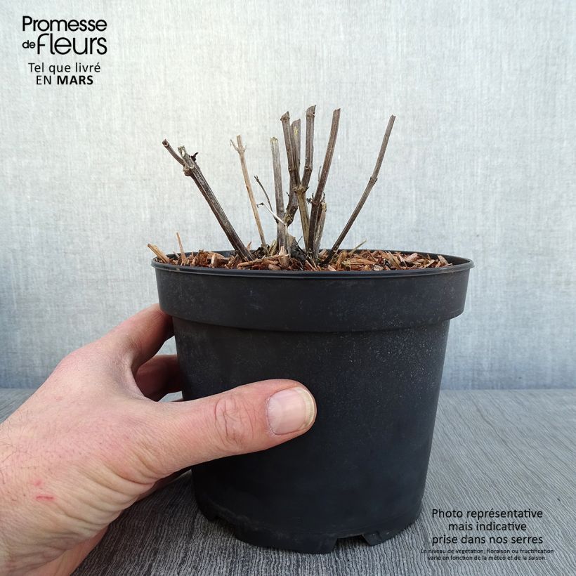 Agastache rugosa Alabaster - Menta coreana Vaso da 2L/3L esemplare consegnato in inverno