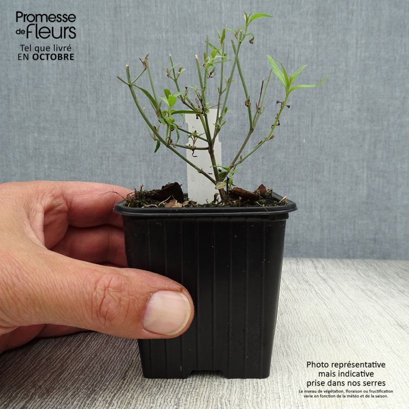 Esemplare di Agastache rupestris Vasetto da 8/9 cm come consegnato in autunno