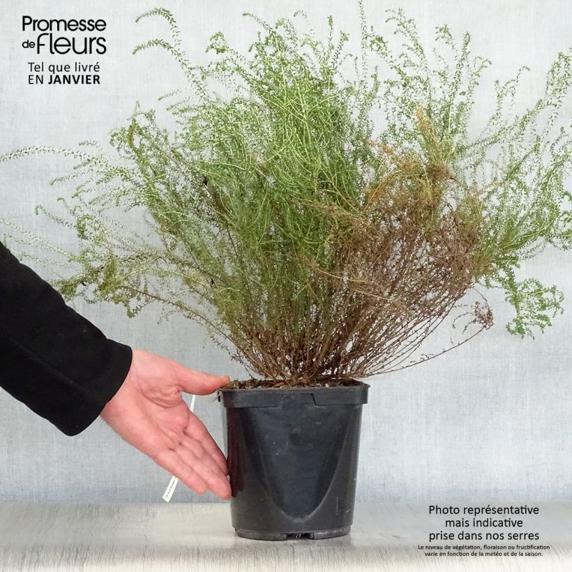 Agathosma capensis Vaso da 2L/3L esemplare consegnato in inverno