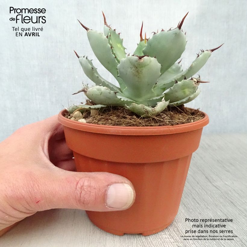 Agave Kikijokan Vaso da Ø 12 cm / 13 cm esemplare consegnato in primavera