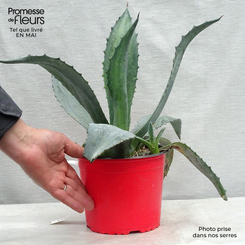 Agave americana Vaso da 3L/4L esemplare consegnato in primavera