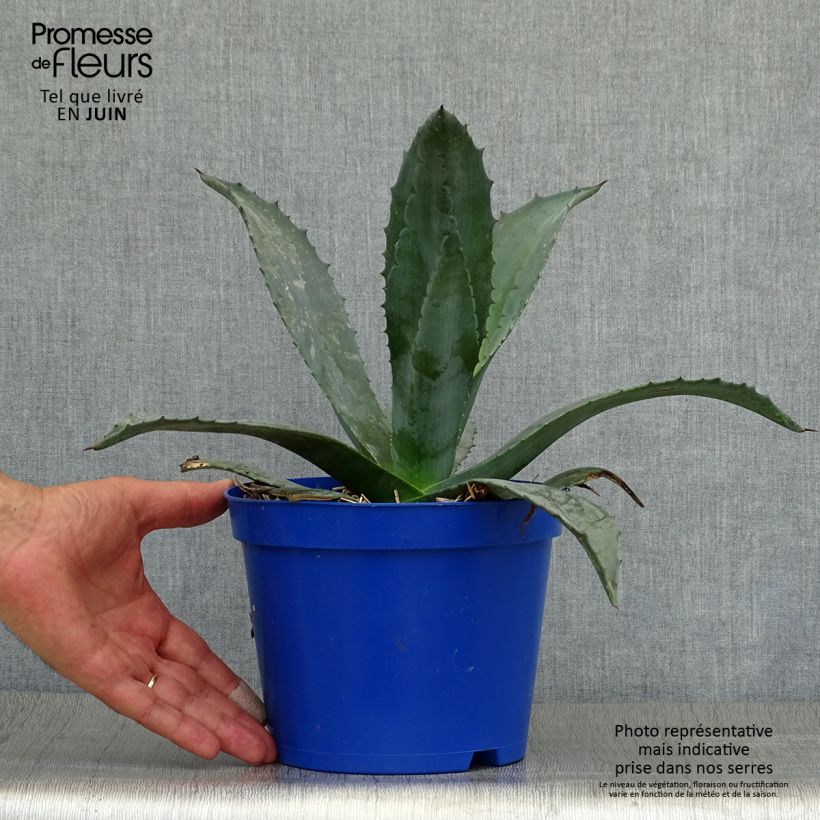Esemplare di Agave americana Vaso da 3L/4L consegnato in estate