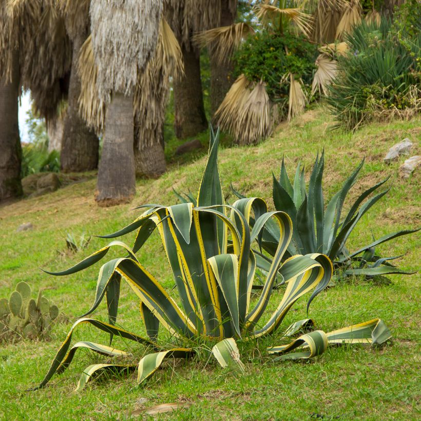Agave americana Variegata (Porto)