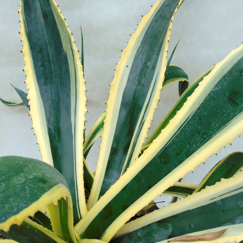 Agave americana Variegata (Fioritura)