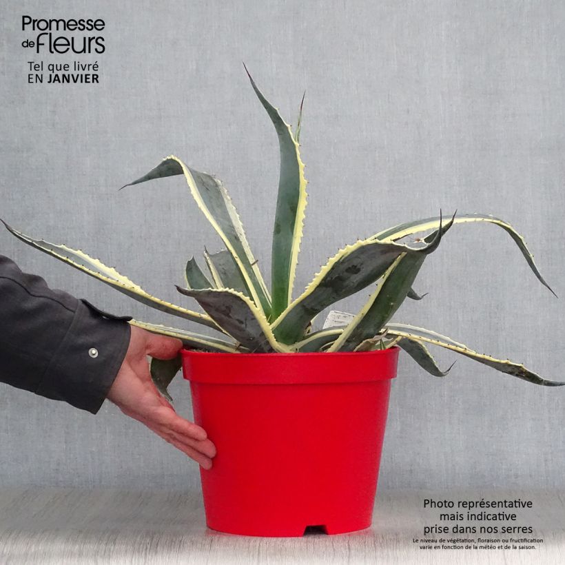 Agave americana Variegata Vaso da 7,5L/10L esemplare consegnato in inverno