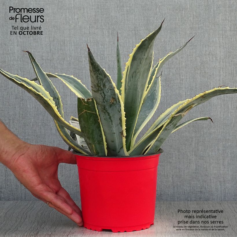 Esemplare di Agave americana Variegata Vaso da 2L/3L come consegnato in autunno