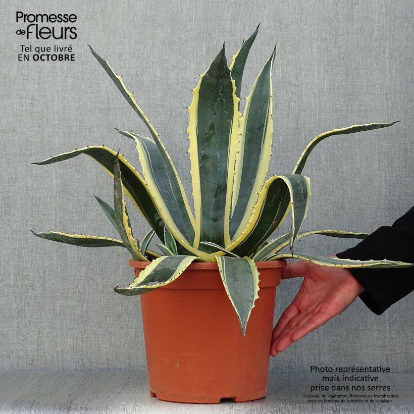 Esemplare di Agave americana Variegata Vaso da 7,5L/10L come consegnato in autunno