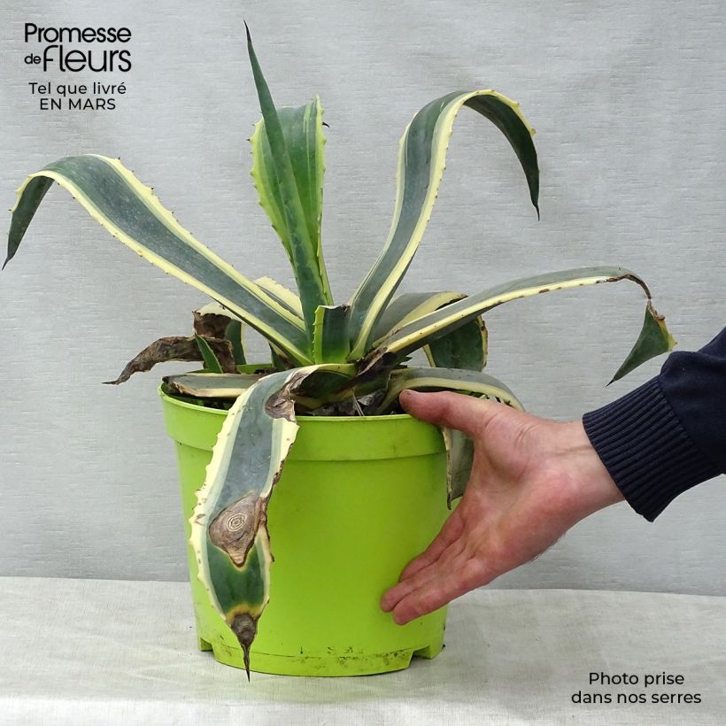 Agave americana Variegata Vaso da 7,5L/10L esemplare consegnato in primavera