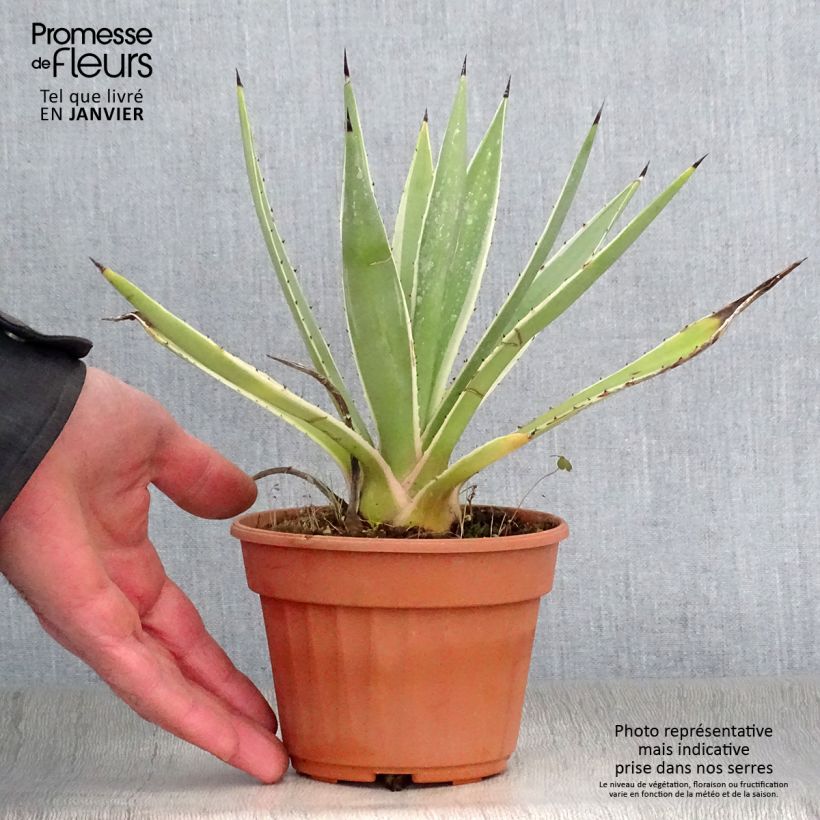 Agave angustifolia Marginata Vaso da Ø 12 cm / 13 cm esemplare consegnato in inverno