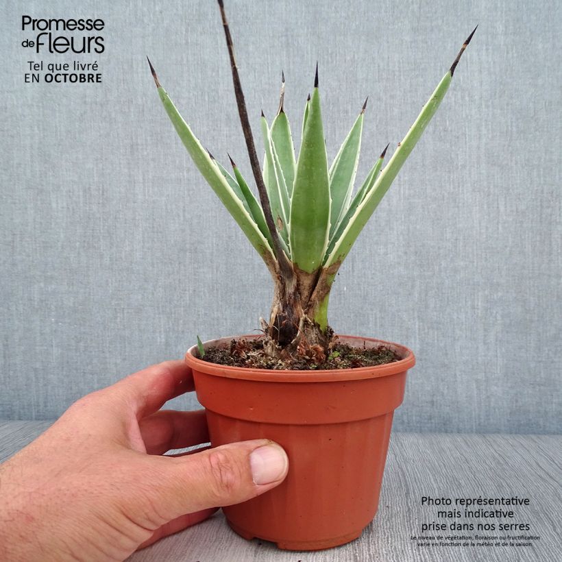 Esemplare di Agave angustifolia Marginata Vaso da Ø 12 cm / 13 cm come consegnato in autunno