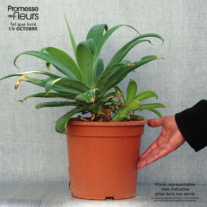 Esemplare di Agave attenuata Vaso da 7,5L/10L come consegnato in autunno